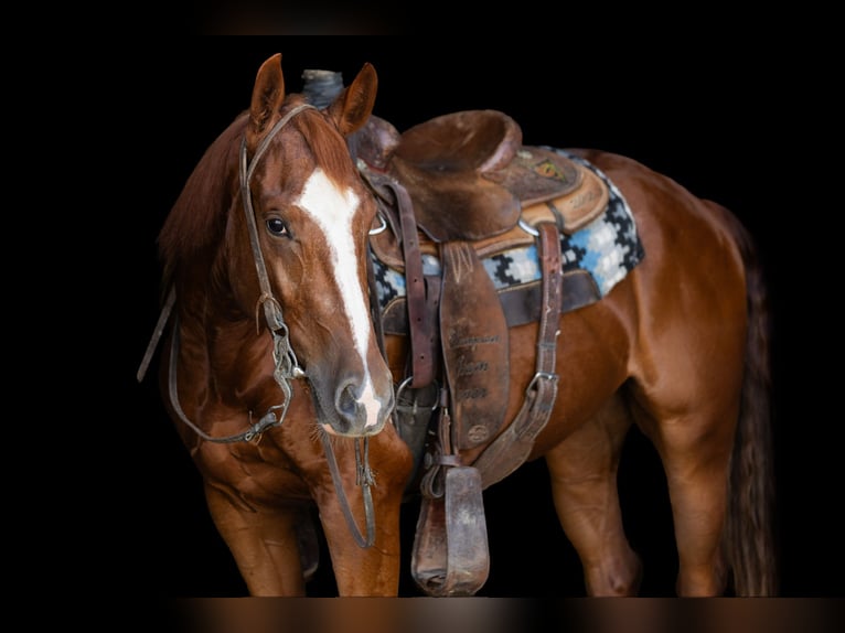 American Quarter Horse Gelding 3 years 14,2 hh Sorrel in Decorah, IA