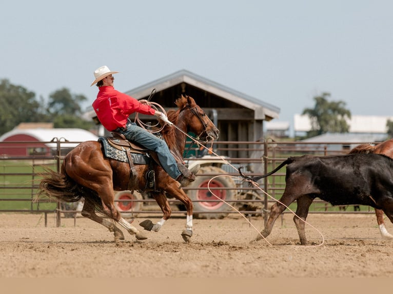 American Quarter Horse Gelding 3 years 14,2 hh Sorrel in Decorah, IA