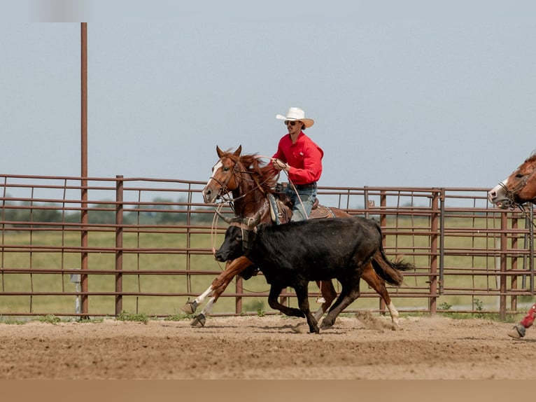 American Quarter Horse Gelding 3 years 14,2 hh Sorrel in Decorah, IA