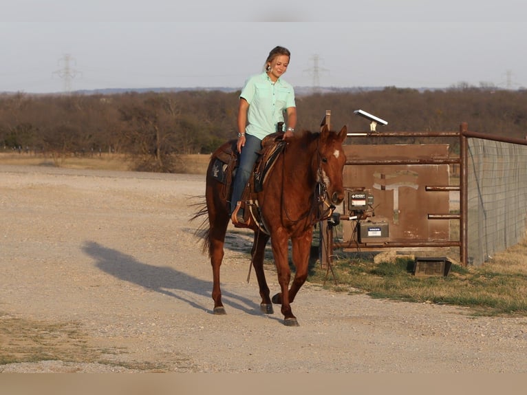 American Quarter Horse Gelding 3 years 14,2 hh Sorrel in Mineral Wells