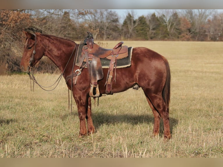 American Quarter Horse Gelding 3 years 14,2 hh Sorrel in Mount Vernon