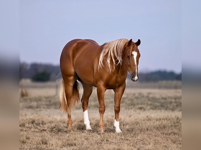 American Quarter Horse Gelding 3 years 14,2 hh Sorrel in Waco