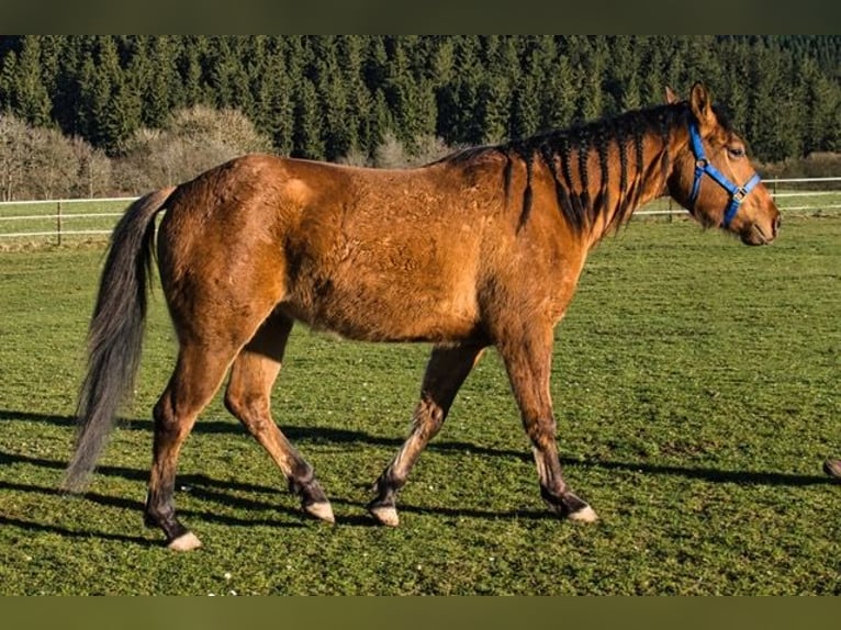 American Quarter Horse Gelding 3 years 14,2 hh  in Dahlem
