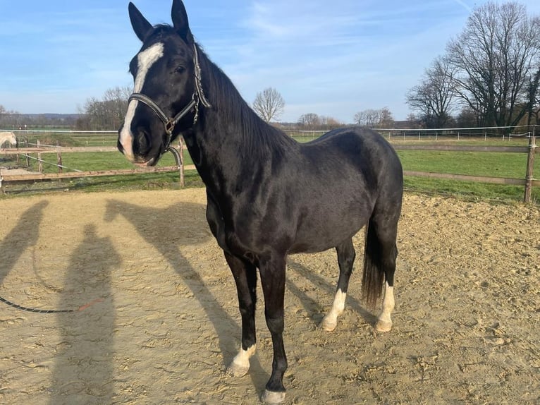 American Quarter Horse Gelding 3 years 14,3 hh Bay-Dark in Havixbeck