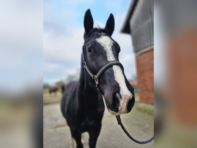 American Quarter Horse Gelding 3 years 14,3 hh Bay-Dark in Havixbeck