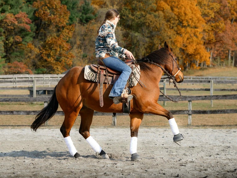 American Quarter Horse Gelding 3 years 14,3 hh Bay in New Holland