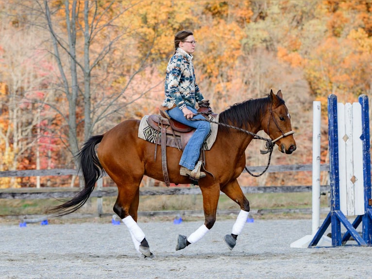 American Quarter Horse Gelding 3 years 14,3 hh Bay in New Holland