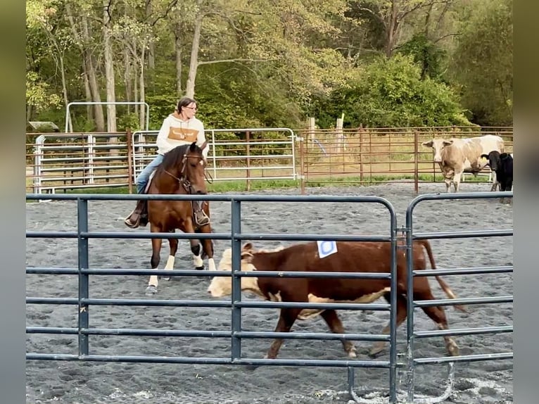American Quarter Horse Gelding 3 years 14,3 hh Bay in New Holland