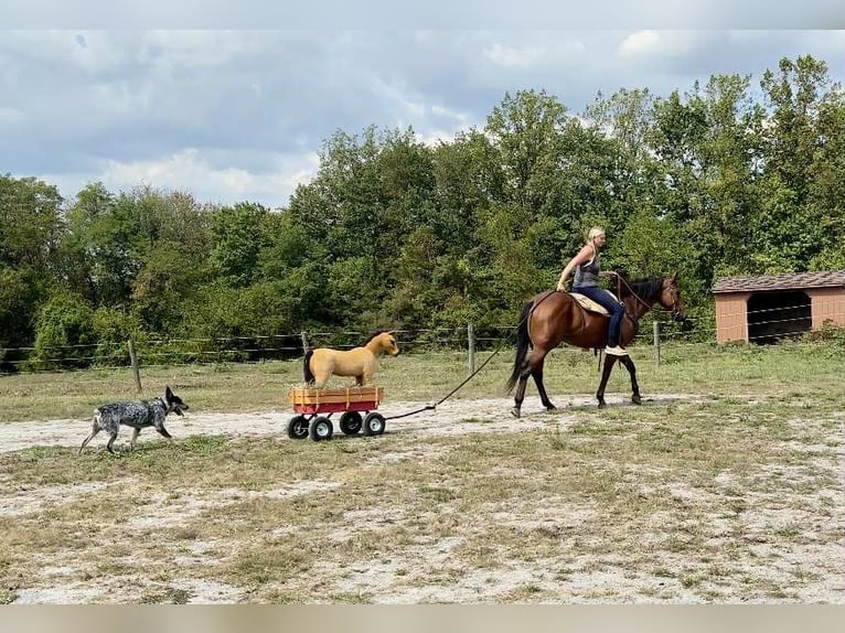 American Quarter Horse Gelding 3 years 14,3 hh Bay in New Holland