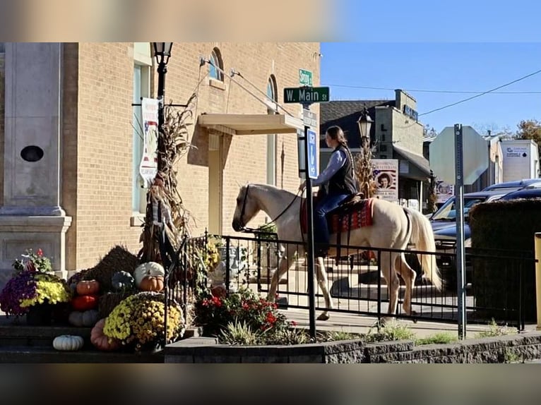 American Quarter Horse Gelding 3 years 14,3 hh Bay in New Holland