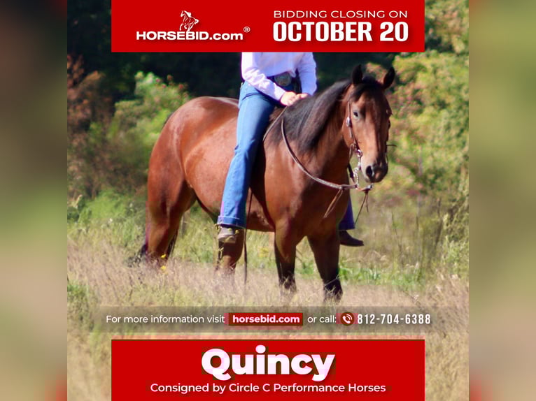 American Quarter Horse Gelding 3 years 14,3 hh Bay in Borden