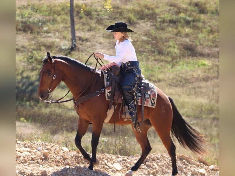 American Quarter Horse Gelding 3 years 14,3 hh Bay in Borden