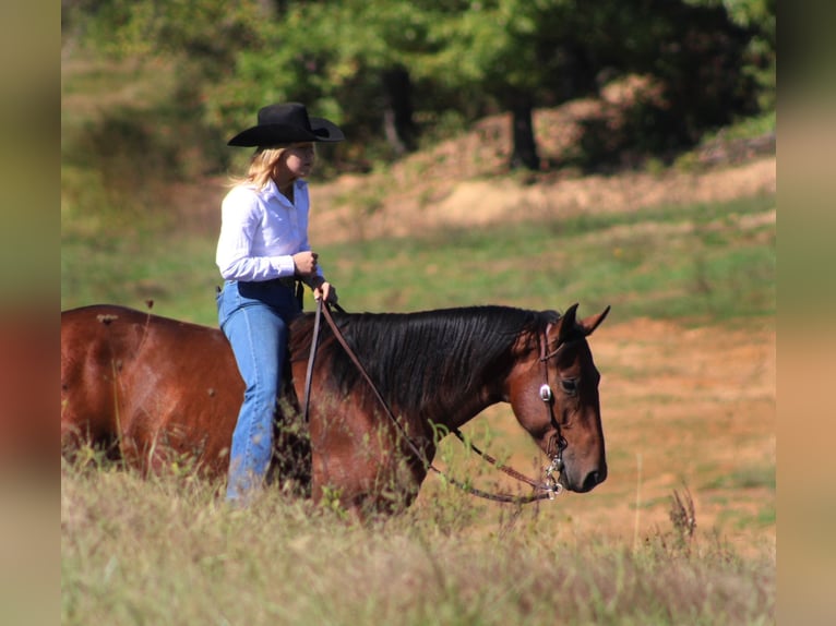 American Quarter Horse Gelding 3 years 14,3 hh Bay in Borden