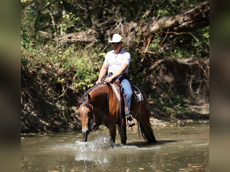 American Quarter Horse Gelding 3 years 14,3 hh Bay in Buffalo, MO