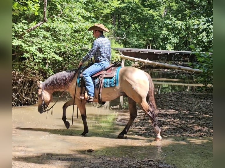 American Quarter Horse Gelding 3 years 14,3 hh Buckskin in Robards, KY