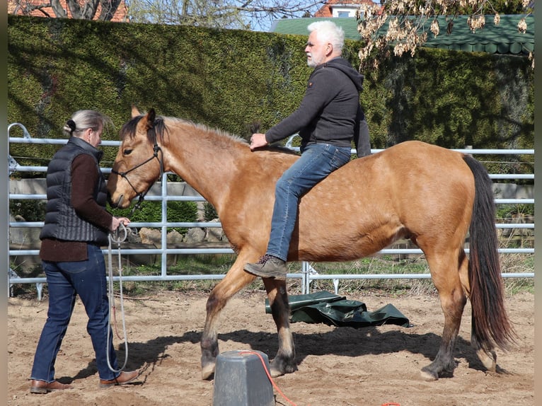 American Quarter Horse Gelding 3 years 14,3 hh Buckskin in Müglitztal