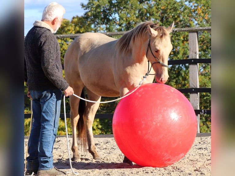 American Quarter Horse Gelding 3 years 14,3 hh Champagne in Müglitztal