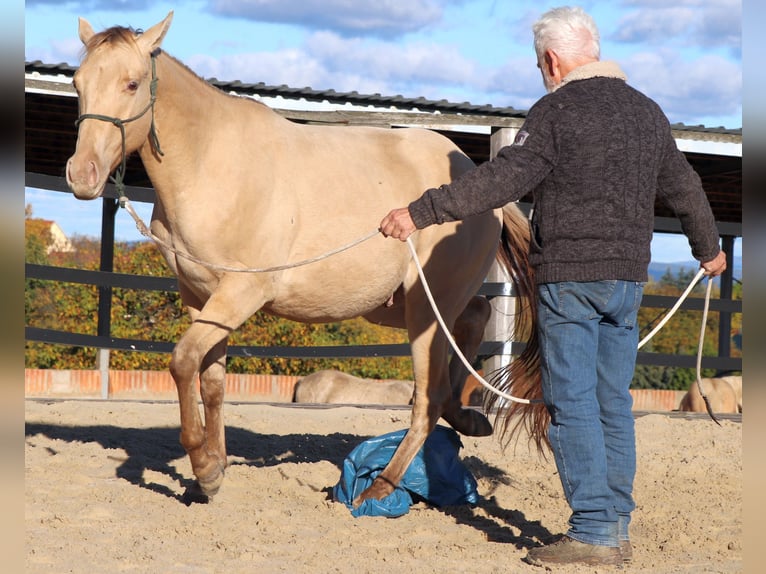 American Quarter Horse Gelding 3 years 14,3 hh Champagne in Müglitztal