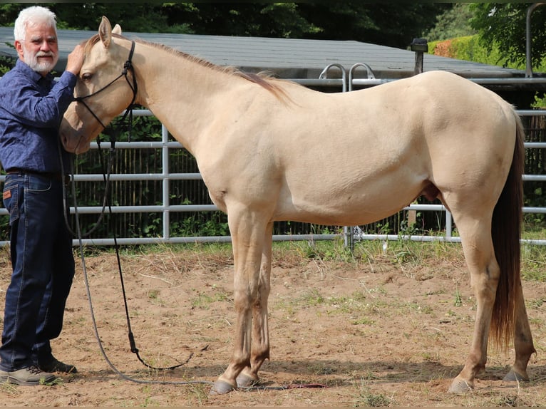 American Quarter Horse Gelding 3 years 14,3 hh Champagne in Müglitztal