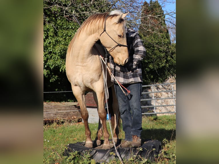 American Quarter Horse Gelding 3 years 14,3 hh Champagne in Müglitztal