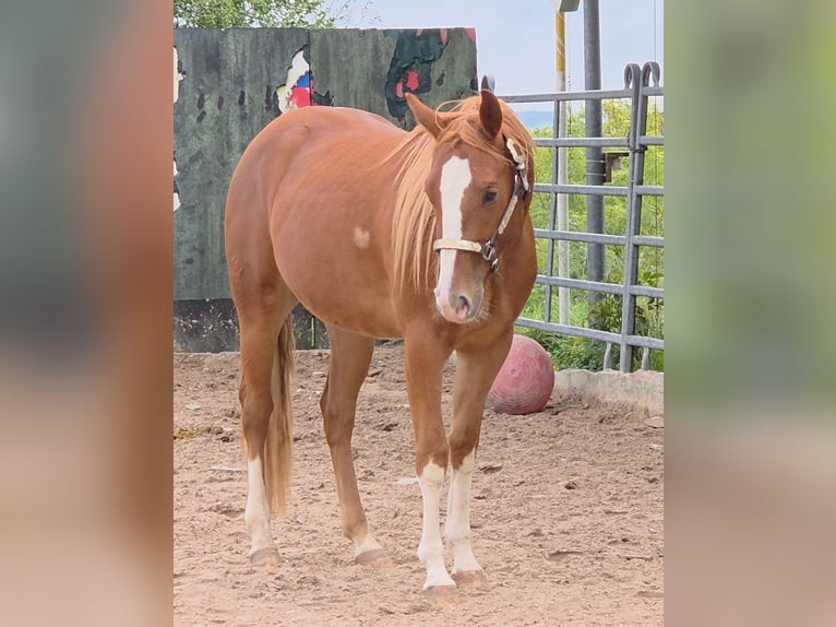 American Quarter Horse Gelding 3 years 14,3 hh Chestnut-Red in Langenbach
