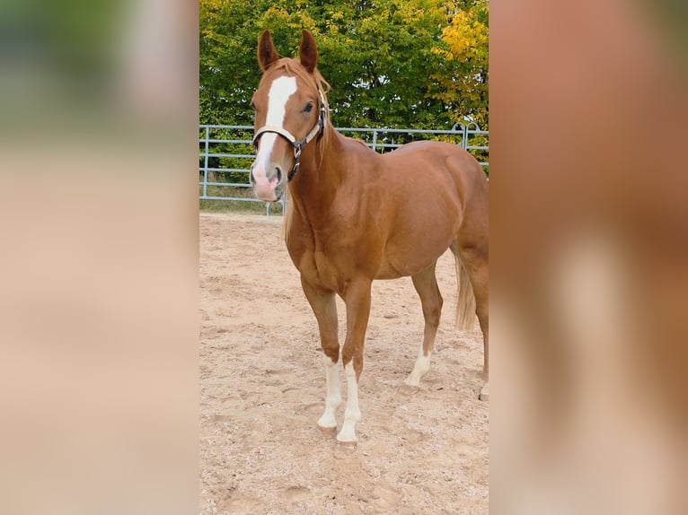 American Quarter Horse Gelding 3 years 14,3 hh Chestnut-Red in Langenbach