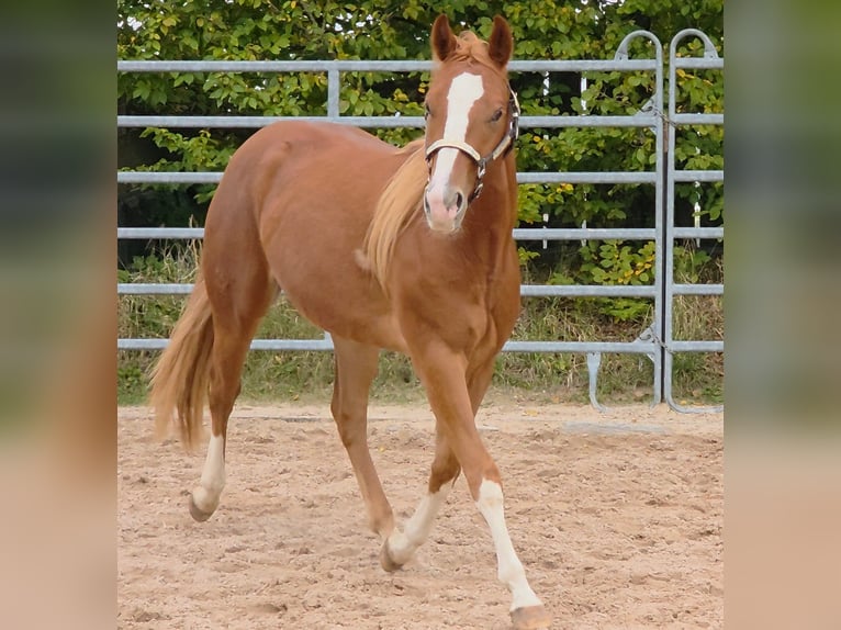 American Quarter Horse Gelding 3 years 14,3 hh Chestnut-Red in Langenbach