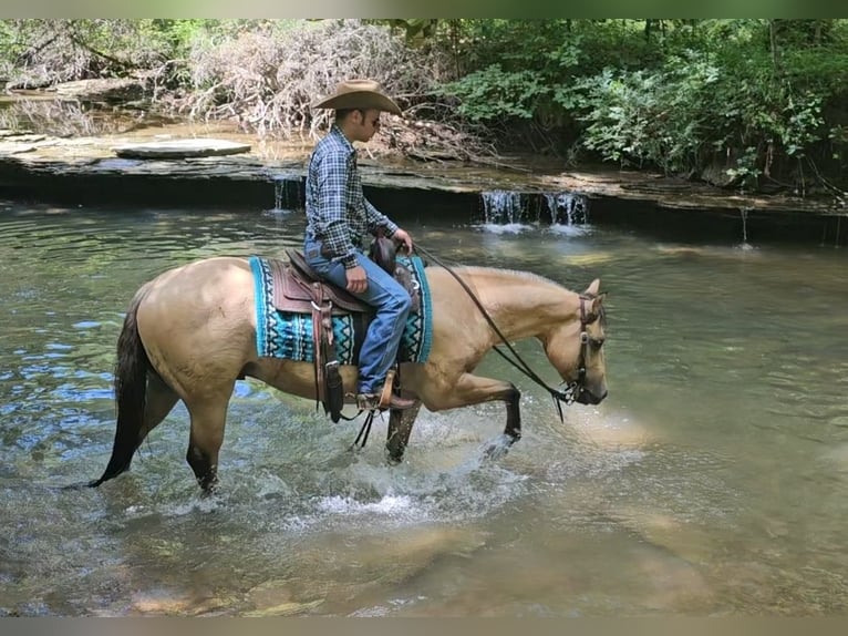 American Quarter Horse Gelding 3 years 14,3 hh in Robards, KY