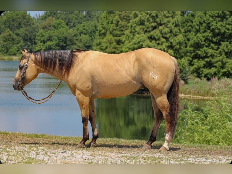 American Quarter Horse Gelding 3 years 14,3 hh in Robards, KY