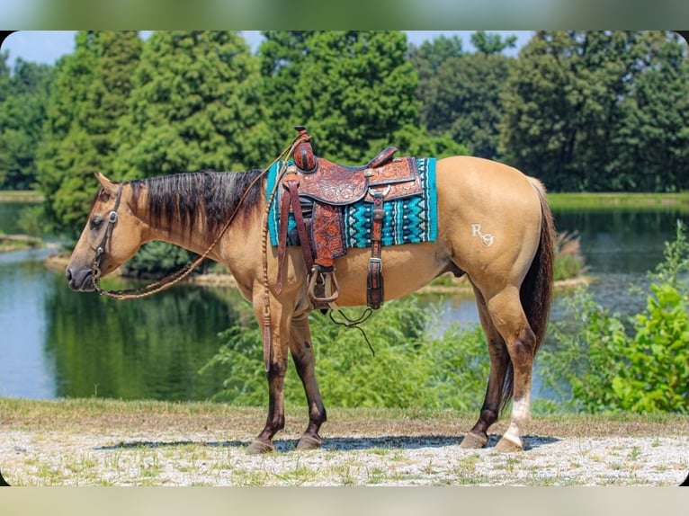American Quarter Horse Gelding 3 years 14,3 hh in Robards, KY