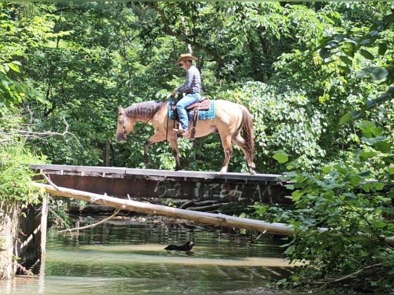 American Quarter Horse Gelding 3 years 14,3 hh in Robards, KY