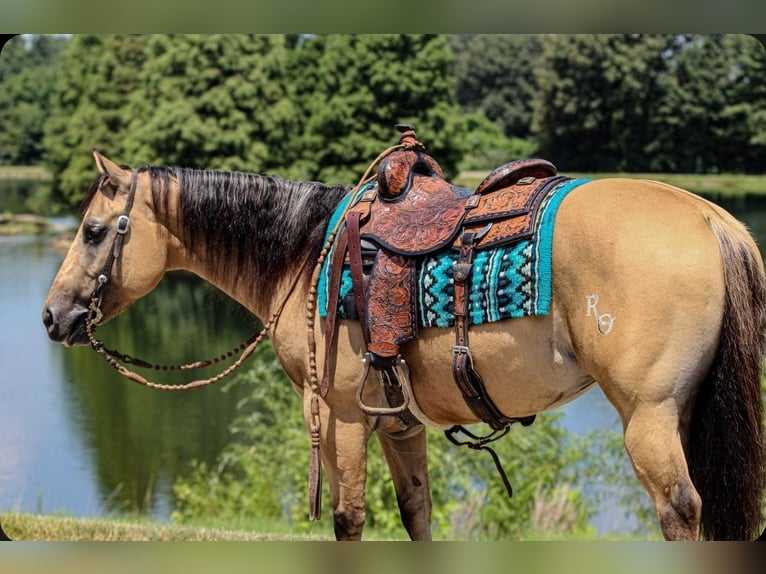 American Quarter Horse Gelding 3 years 14,3 hh in Robards, KY