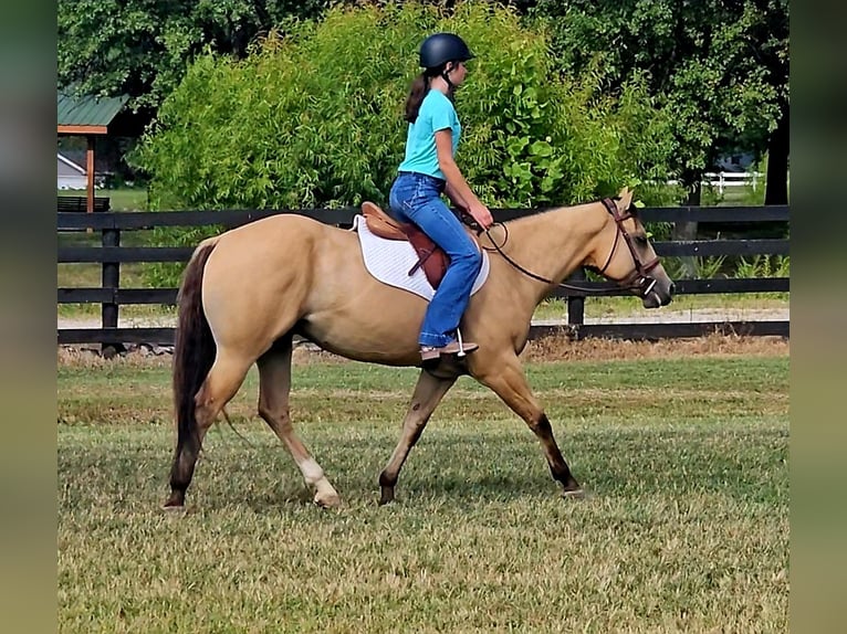 American Quarter Horse Gelding 3 years 14,3 hh in Robards, KY