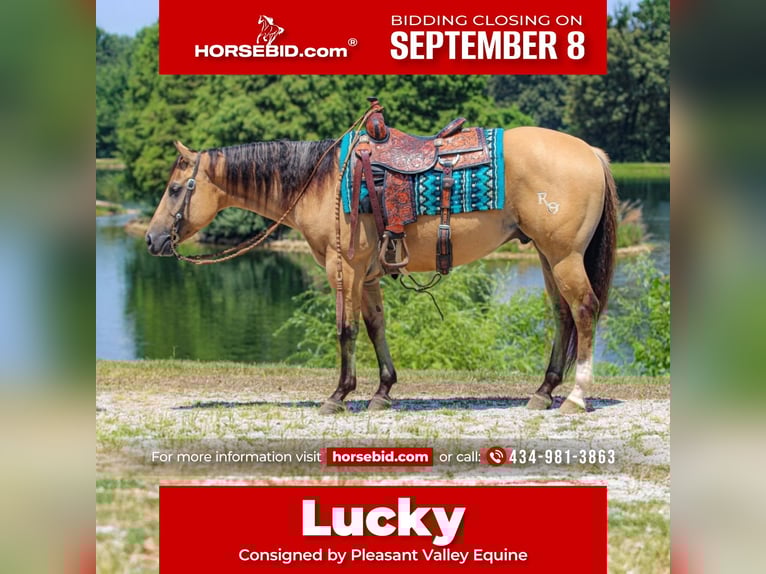 American Quarter Horse Gelding 3 years 14,3 hh in Robards, KY