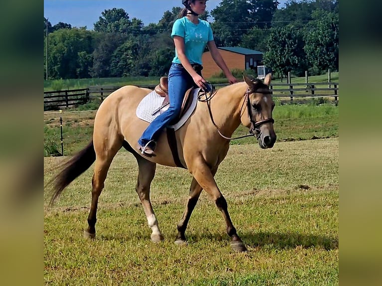 American Quarter Horse Gelding 3 years 14,3 hh in Robards, KY