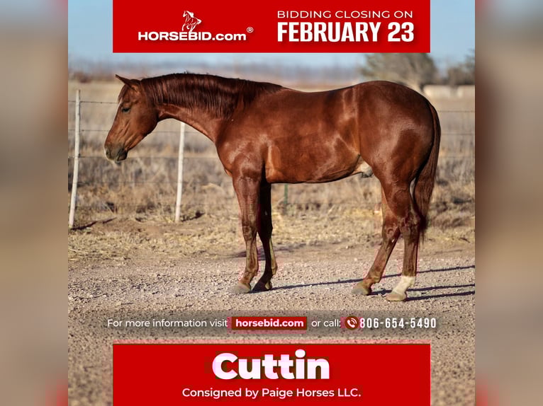 American Quarter Horse Gelding 3 years 14,3 hh Sorrel in Amarillo