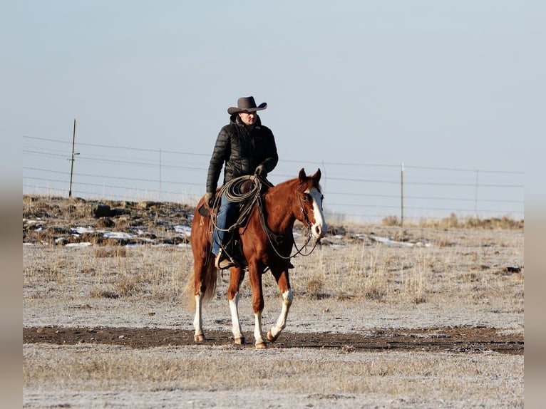 American Quarter Horse Gelding 3 years 14,3 hh Sorrel in Saint Anthony