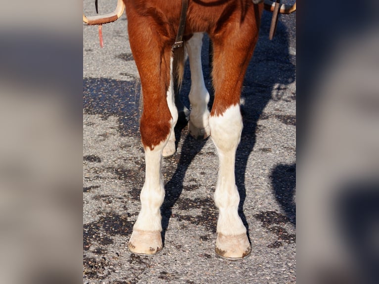 American Quarter Horse Gelding 3 years 14,3 hh Sorrel in Saint Anthony