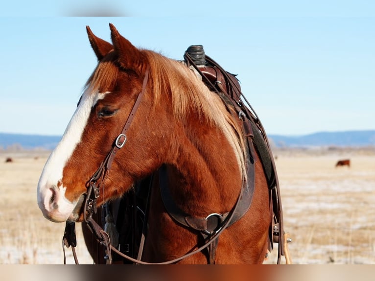 American Quarter Horse Gelding 3 years 14,3 hh Sorrel in Saint Anthony