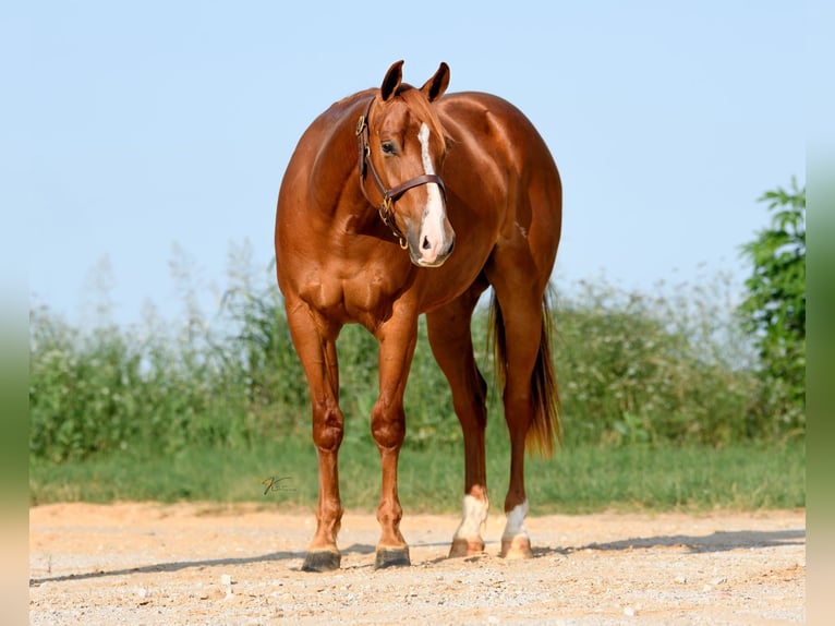 American Quarter Horse Gelding 3 years 14,3 hh Sorrel in Ravenna