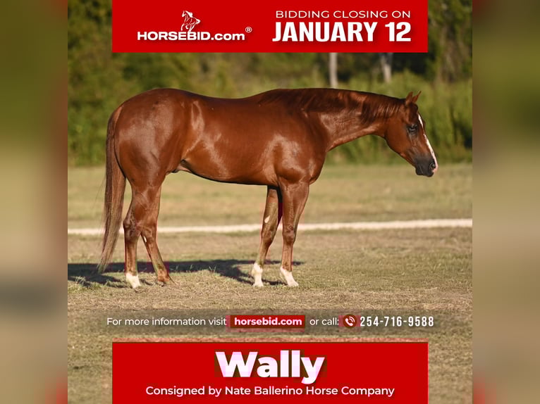 American Quarter Horse Gelding 3 years 14,3 hh Sorrel in Waco