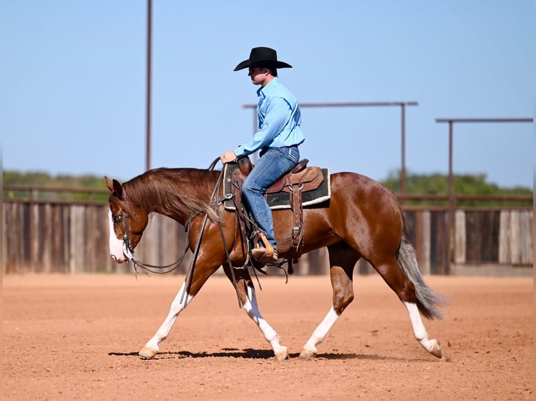 American Quarter Horse Gelding 3 years 14,3 hh Sorrel in Waco