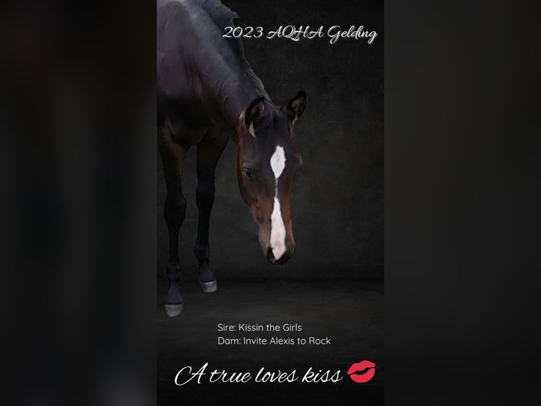 American Quarter Horse Gelding 3 years 15.1 hh Black in Itegem