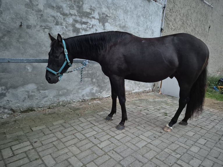 American Quarter Horse Gelding 3 years 15.1 hh Black in Vogelsdorf