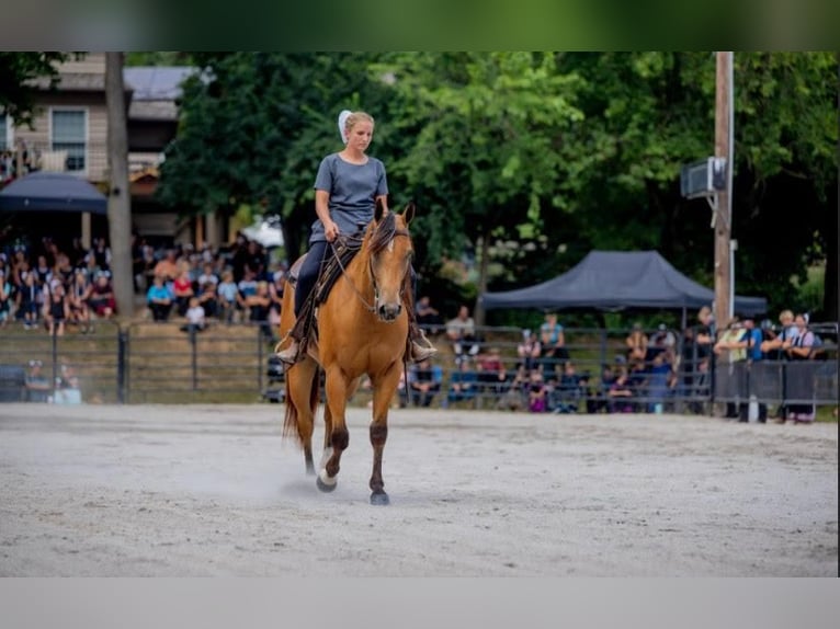 American Quarter Horse Gelding 3 years 15,1 hh Buckskin in New Holland, PA