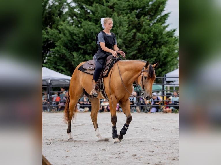 American Quarter Horse Gelding 3 years 15,1 hh Buckskin in New Holland, PA
