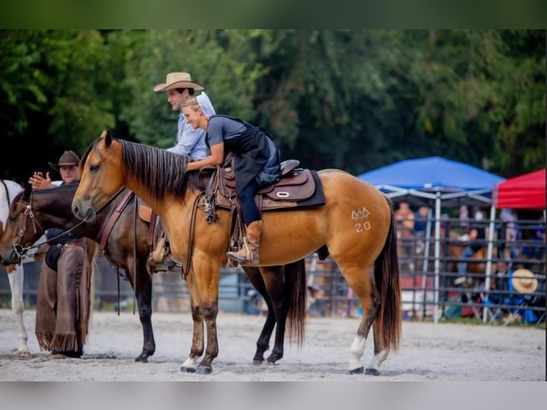 American Quarter Horse Gelding 3 years 15,1 hh Buckskin in New Holland, PA