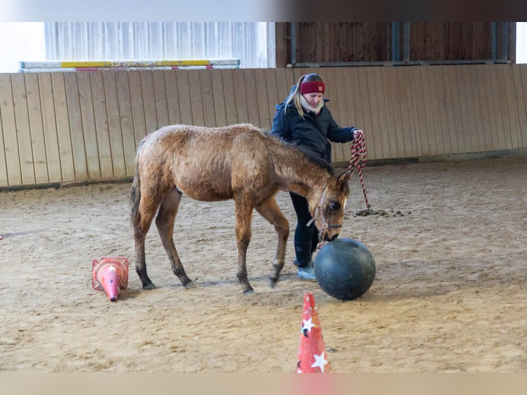 American Quarter Horse Gelding 3 years 15,1 hh Buckskin in Freihung - Thansüß