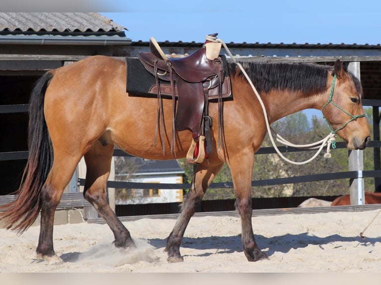 American Quarter Horse Gelding 3 years 15.1 hh Buckskin in Müglitztal