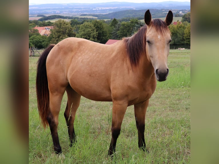 American Quarter Horse Gelding 3 years 15.1 hh Buckskin in Müglitztal